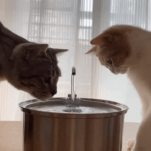 KittySpout Fontaine Santé Hydratation Pour Chats